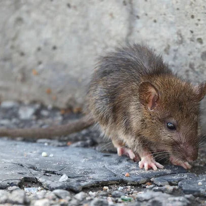 6 Tactics for a Rodent-Free Home: The Ultimate Guide to Pest Prevention