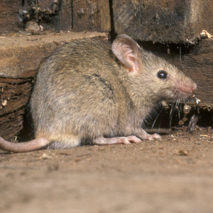 How to Identify Rodent Infestations: A Comprehensive Guide