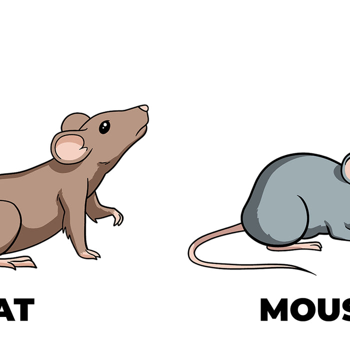 Rats vs. Mice: Understanding the Key Differences