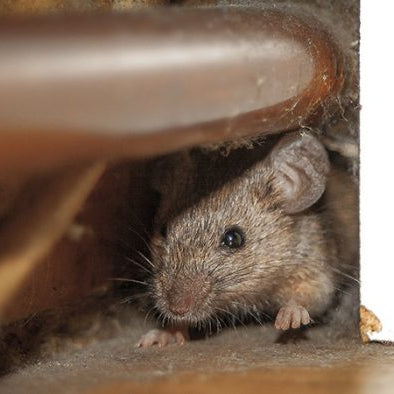 Rat Traps - Avoid These 8 Common Mistakes
