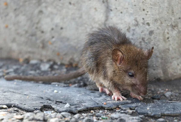 6 Tactics for a Rodent-Free Home: The Ultimate Guide to Pest Prevention