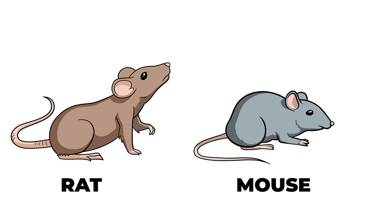 Rats vs. Mice: Understanding the Key Differences