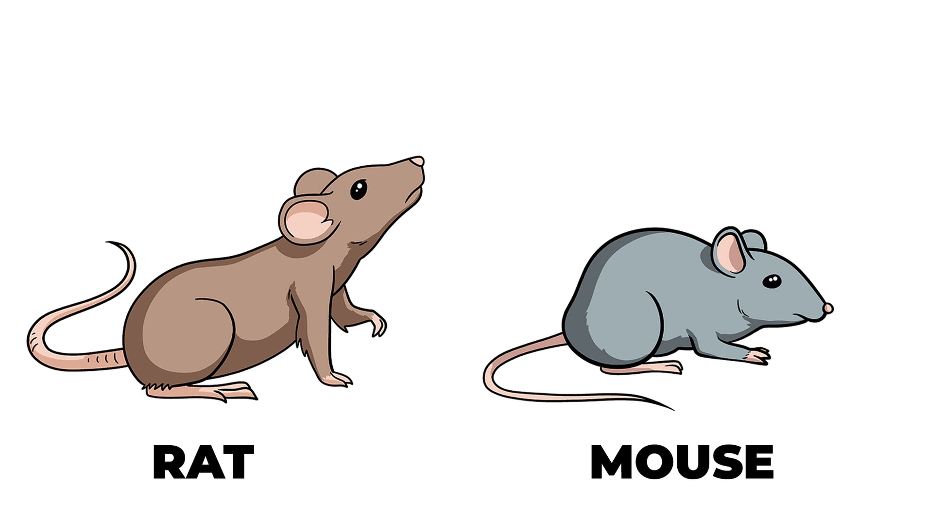 Rats vs. Mice: Understanding the Key Differences — Tratper