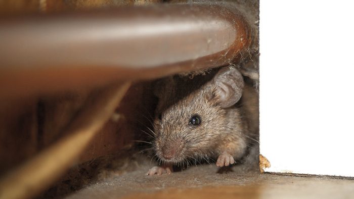 Rat Traps - Avoid These 8 Common Mistakes